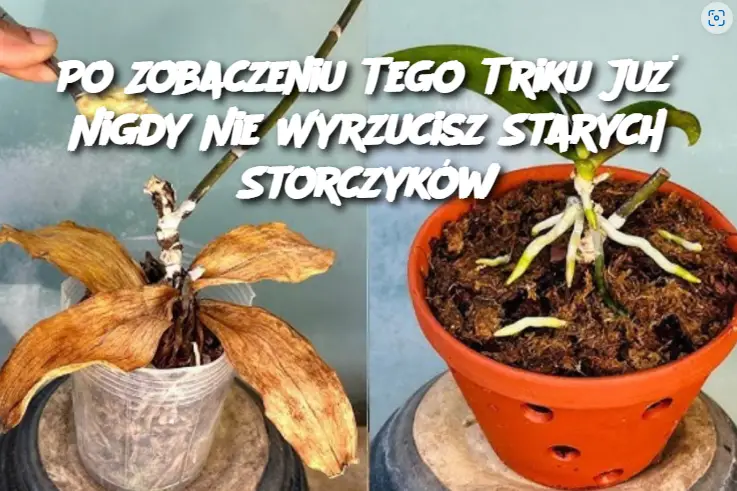 Po Zobaczeniu Tego Triku Już Nigdy Nie Wyrzucisz Starych Storczyków