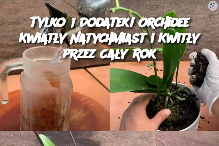 Tylko 1 Dodatek! Orchidee Kwiatły Natychmiast i Kwitły przez Cały Rok